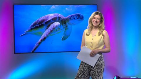 Jenny in the studio with a turtle in the screen