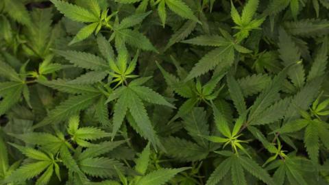 A view looking down on numerous cannabis plants growing