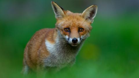 A red fox pictured in green undergrowth. The fox is looking at the camera with its ears pointed upwards. It is in sharp focus, while the greenery around it has been blurred.