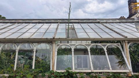 Glasshouse with a sloped, weathered glass roof and white-painted metal arches, filled with dense green plants, including cacti and tropical foliage, under a cloudy sky.