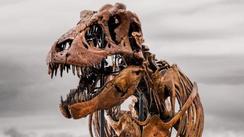 Fossil of a Tyrannosaurus rex's skull and ribcage, against a pale grey sky