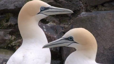 Gannet showing black eye indicating exposure to Av… 2023 (c) Emily Burton Scottish Seabird Centre.jpg