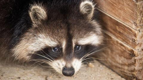 A close-up of a raccoon with its head lowered near a wooden plank.