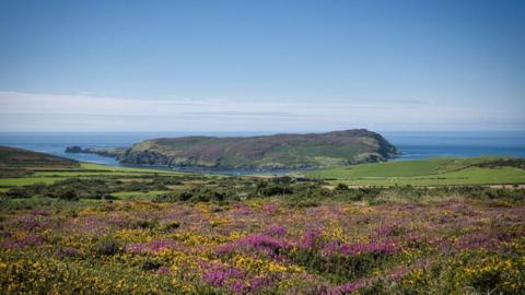 The Calf of Man a small hilly island with fields from the south of the Isle of Man in the foreground.