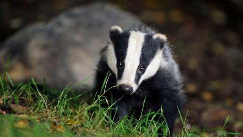 A badger