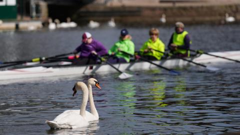 The River Avon with a pair of swans in the foreground while a team of quad skullers row behind them