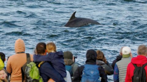 A group of people, some of them with their jacket hoods up, stand watching a bottlenose dolphin breaching the sea's surface at Chanonry Point.
