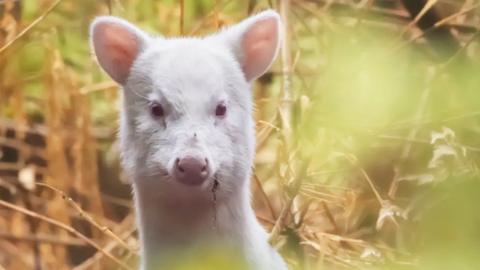 A white Pudu face.