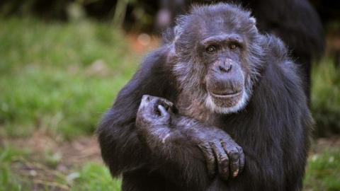 Boris the chimpanzee sitting down with his arms folded and looking at the camera, with grass in the background