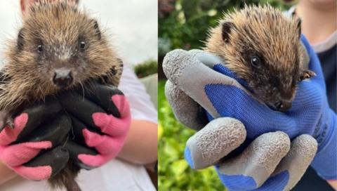 A close-up shot of a hedgehog held in the gloved hands of a person in a white top