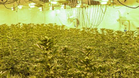 A large number of bright green cannabis plants being grown underneath heavy yellow lights