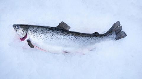 A salmon freshly caught lying on ice