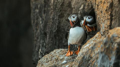 Atlantic puffins sit on a cliffside