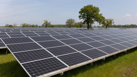 solar farm with summer green tree among the panels