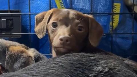 A brown puppy with soft ears folded down on either side of its face looking over the back of another dog with part of a third dog to the left. Behind it are bars of a cage.