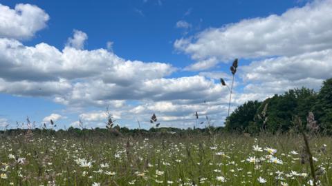 Broken clouds in a blue sky above a meadow