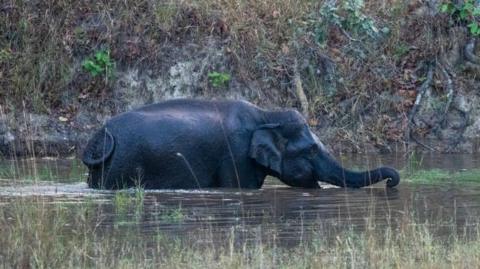 Indian Elephant (Elephas maximus), Bandhavgarh National Park, India. (Photo by: Sergio Pitamitz/VW Pics/Universal Images Group via Getty Images)
