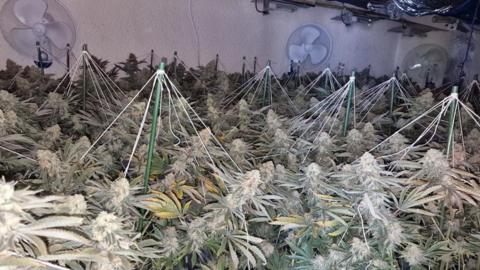 Cannabis plants