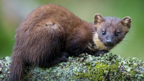 A brown pine martin with a tuft of white fur on its chest looks at the camera as it sits on a log.