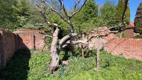 Bramley apple tree seen in video provided by the campaign group