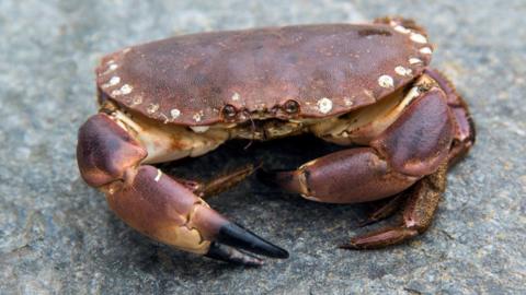 A small, red crab is pictured on top of a grey rock.