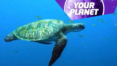 A green turtle and the Your Planet logo