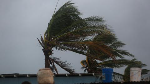 trees bending in wind