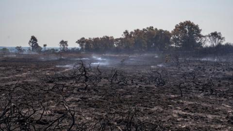 Charred heath with smoke coming from patches of ground at Holt Heath, Dorset.