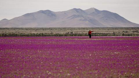 Pink flowers can be seen on the ground with mountains in the background. Two people are standing among them taking a photo