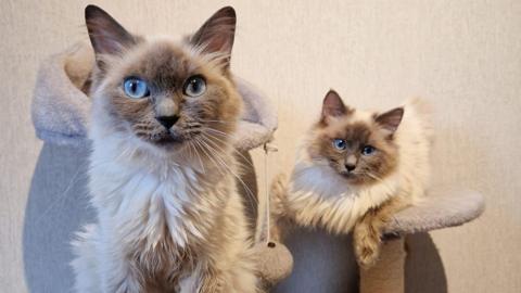 Two ragdoll cats looking into the camera. They have white and brown fur, and blue eyes. One is sitting up closer to the camera, while the other is lying down on a fluffy cat tower.