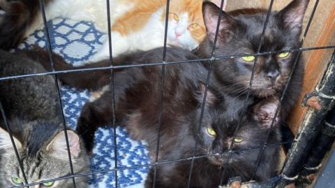 A close up of three cats in a cramped cage.