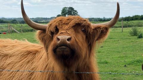 A highland cow stands in a large field and stares at the camera, with its chin up, over a barbed wire fence.