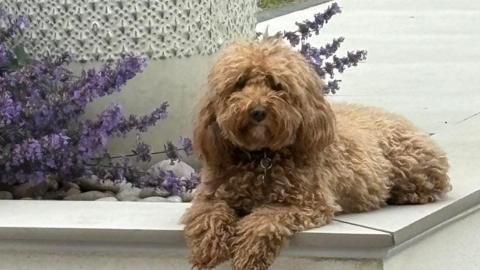 Honey, a light brown cockapoo dog, lying on a white floor, looking into the camera