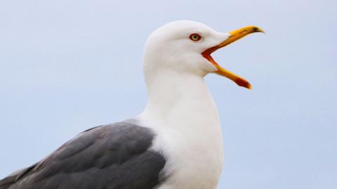 A seagull