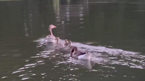 The young bird paddled away with other goslings and adult geese