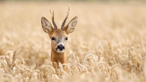 A male roe deer sticks its head above a field of ripening wheat. The deer is light brown in colour and has short, brown antlers and large black nose.