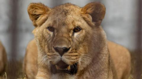 Lion in sanctuary in Ukraine 