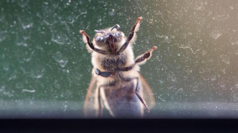 A close-up of a bee crawling on a window.