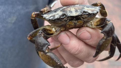 crab