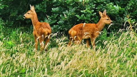 A picture of two baby deer playing in a meadow 