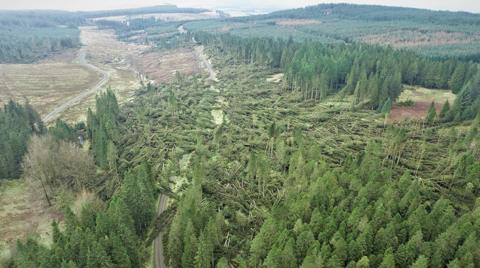 A general view of a forest of fir trees, with about half of them in the foreground flattened. 