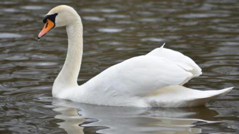 A swan is pictured swimming on a lake