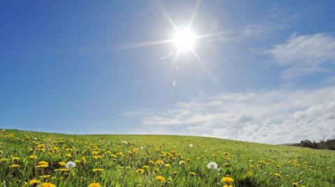 Wild meadow on summers day - stock photo