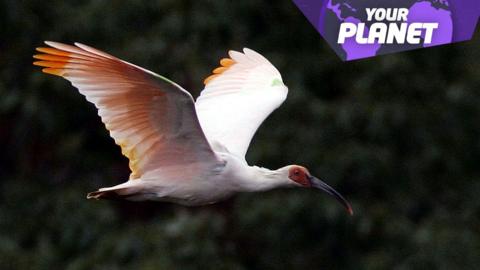 crested ibis in flight