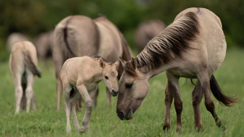 A Konik mother pony is with her foal in grassland in Wicken Fen in Cambridgeshire.