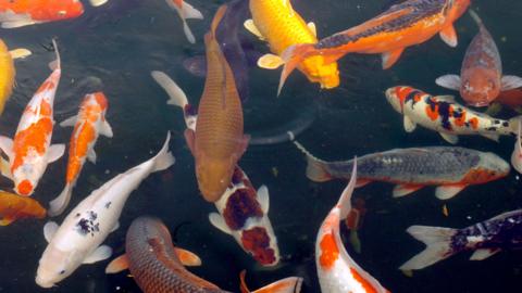 A number of orange and white fish with white, orange and black markings on their backs in a pool of water.