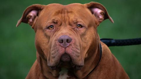 Brown XL Bully dog