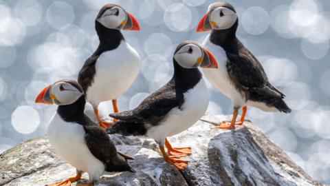 Four puffins are standing on a grey and white rock. They are clustered together, with two looking right, and two looking left. They have orange, yellow and dark blue beaks, with a white chest, orange feet, and black colouring on the tops of their heads, down their back. In the background, the sea is visible, but it is blurred out, to bring the focus to the puffins.