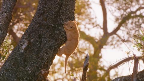 A lion cub clings precariously onto a tree trunk