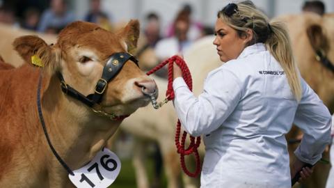 Cattle on show at Balmoral in 2023